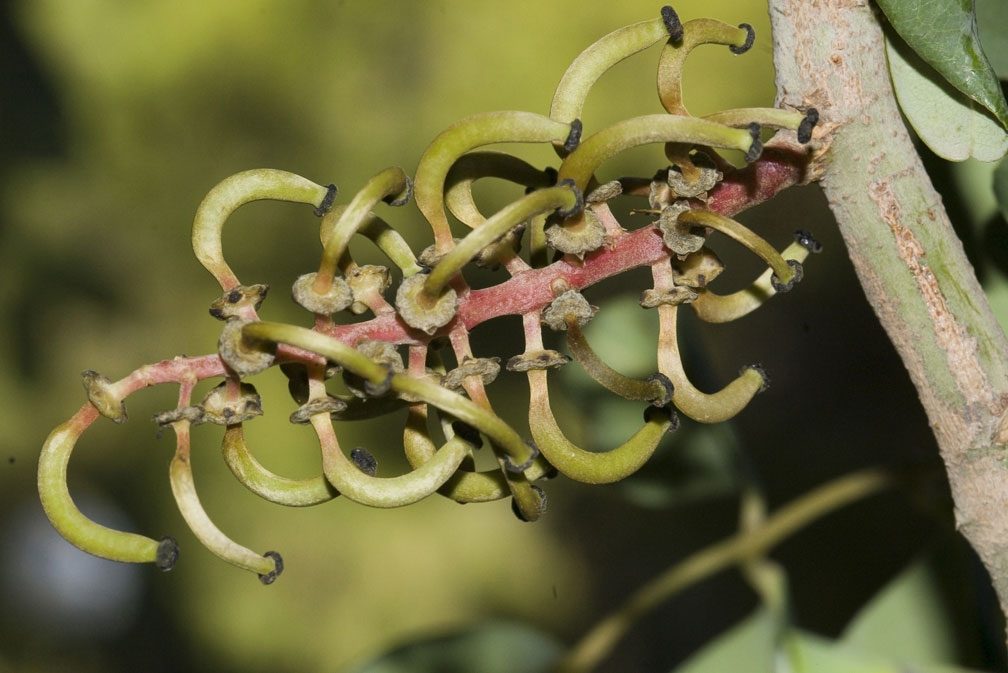 Ceratonia siliqua / Carrubo